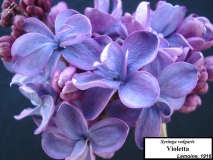 Violetta_LNT