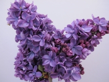 Violetta_LNT2