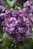 Violetta_MSU_BG_TP_1