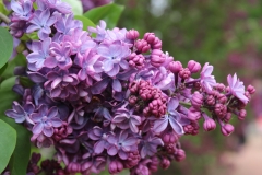 Violetta_MSU_BG_TP_10