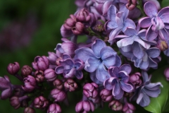 Violetta_MSU_BG_TP_11