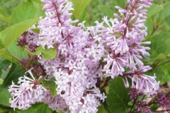 Virgilia