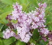 Virgilia_200806_RHC