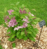 Virgilia_200906_CEF_JS