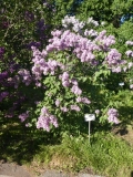 Virginia_Becker_20180521_LMSU_MLD_1