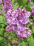 Virginia_Becker_20220528_KA_MLD