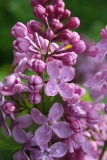 Virginia_Becker_Main_BG_TP_1