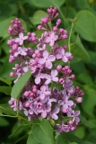 Virginia_Becker_Main_BG_TP_11