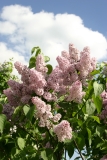 Virginia_Becker_Main_BG_TP_2