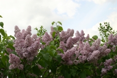 Virginia_Becker_Main_BG_TP_3