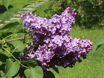 Virginia_Becker_Main_BG_TP_4