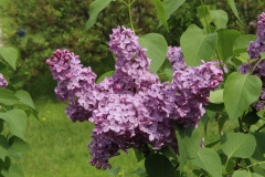 Virginia_Becker_Main_BG_TP_5