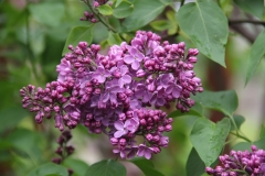 Virginia_Becker_Main_BG_TP_6