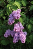 Virginia_Becker_Main_BG_TP_7