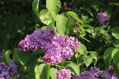 Virginia_Becker_Main_BG_TP_8