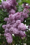 Virginia_Becker_Main_BG_TP_9