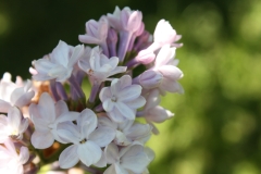 Virginite_2013_HP_TP_2