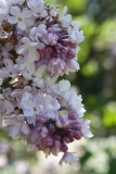 Virginite_2013_HP_TP_4