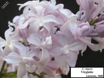 Virginite_LNT