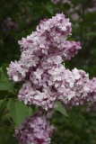 Viscountess_Willingdon_2013_HP_TP_8