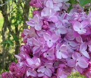 Viscountess_Willingdon_20220513_HP_MLD_3