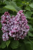 Vita_2021_IP_dacha_TP_1