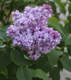 Vita_2021_IP_dacha_TP_2