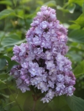 Vita_2021_IP_dacha_TP_3