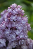 Vita_2021_IP_dacha_TP_4