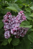 Vita_2021_IP_dacha_TP_5