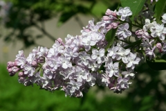Viviand_Morel_MSU_BG_TP_2