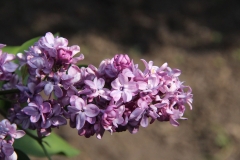 Vnuchka_Lenochka_TP_4