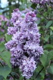 Vnuchka_Lenochka_TP_5