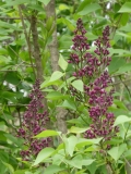 Volcan_20180512_HA_MLD_2