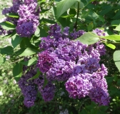 Volcan_20200526_HA_MLD