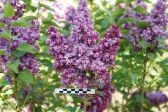 Volshebstvo_Maya_2020_BSR_ZY__SG_1