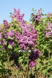 Volshebstvo_Maya_2020_BSR_ZY__SG_2