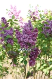 Volshebstvo_Maya_2020_BSR_ZY__SG_3