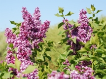 Volshebstvo_Maya_2020_BSR_ZY__SG_4