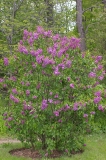 Voorzitter_Dix_CH