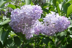 vulgaris