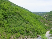 vulgaris_CH-1