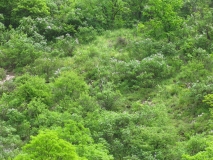 vulgaris_CH-5