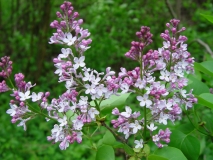 vulgaris_ZB-6