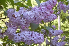 TOSHIBA Exif JPEG