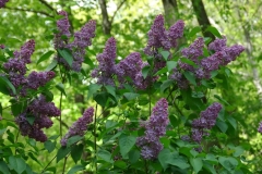 vulgaris_coerulea-CH-2