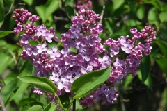 vulgaris_coerulea-ZB-1