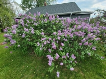 vulgaris_common_lilac_20220528_KA_MLD-1
