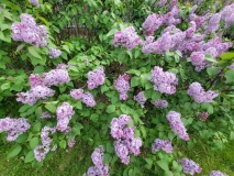 vulgaris_common_lilac_20220528_KA_MLD-2