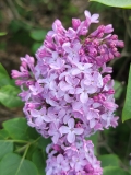 vulgaris_common_lilac_20220528_KA_MLD-3